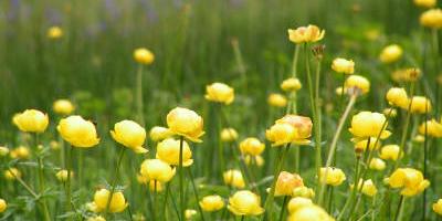 Probably the best site in mid Wales for the rare globeflower Probably the best site in mid Wales for the rare globeflower