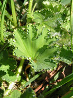 Several species of alchemilla can be found here Several species of alchemilla can be found here