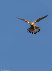 HolderEye in the sky