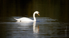 HolderMute Swan