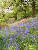 Look out for bluebellls in spring