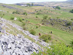 Ponies help us to manage the limestone grassland