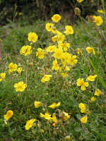 The bright yellow of rock rose is beautiful