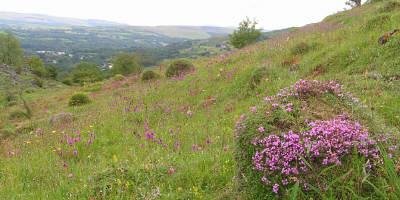 Allt Rhongyr nature reserve - a jewel in the Tawe Valley