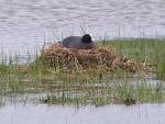 The pool provides a safe haven for breeding wildfowl, such as this coot