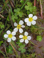 Water-crowfoot