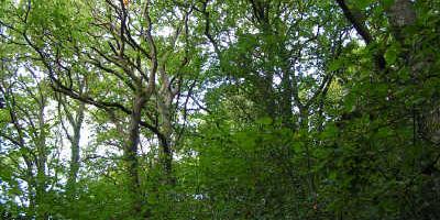 Coed Dyrysiog - an ancient wooded common