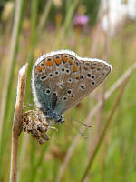 Common blue butterfly