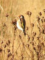 Goldfinch feeding on knapweed seed heads