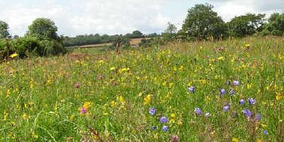 Cae Eglwys - a beautiful wildflower meadow