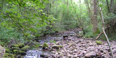 Cwm Oergwm - a long dingle of ancient woodland