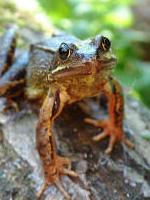 Common frogs thrive in the damp grassland