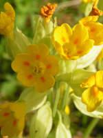 Spring see clumps of cowslips