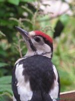 Juvenile greater spotted woodpecker