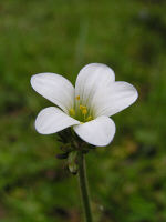 Delicate flowers of meadow saxifrage