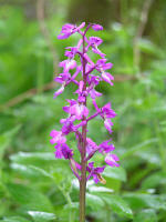 Look out for early purple orchids in the spring
