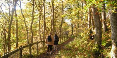 Pwll y Wrach woodland - a great place for a walk