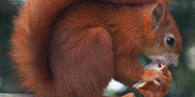 Red Squirrel (photo copyright Elliot Smith)