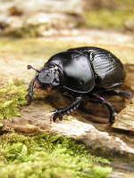 A dung beetle