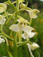 Greater butterfly orchid