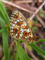 Small pearl bordered fritillary butterfly