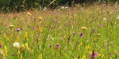 A nationally important wildflower meadow