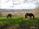 Wern Plemys nature reserve being grazed by ponies