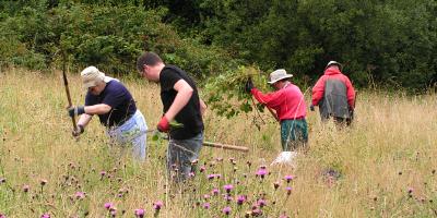 Clearing scrub from a wildflower meadow