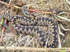 Adder