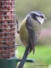 Blue tit