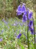 Bluebells