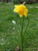 Daffodils
