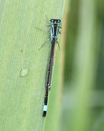 Blue tailed damselfly - click on picture to see a larger version