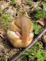 A sleeping dormouse
