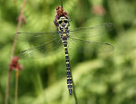 Golden Ringed dragonfly  - click on picture to see a larger version