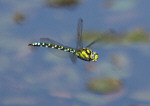 Southern Hawker dragonfly - click on picture to see a larger version