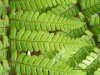 Ferns