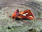 Gold spot moth