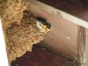 House martin nest