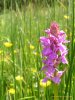 Marsh orchid