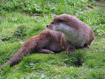 Otter hunt along the River Enig, safe within the reserve