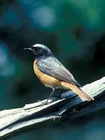 Redstarts breed here in the summer