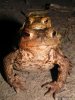 Toads