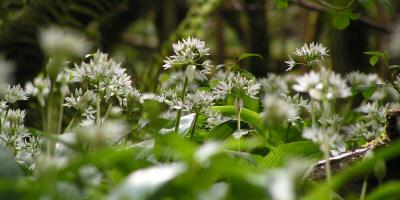 Carpets of wild garlic in spring at Pwll-y-Wrach