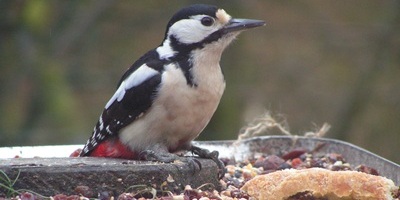 Greater Spotted Woodpecker