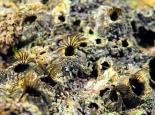 Barnacles - Paul Naylor