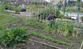 Allotment Project