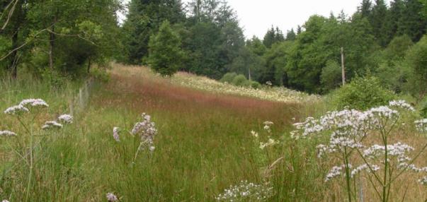 Cae Pwll y Bo nature reserve
