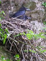 Ravens nest on the rocky cliffs